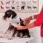 Prácticas Curso Auxiliar Ténico Veterinario - TOP aul@ Online